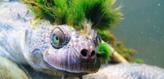 Why does a turtle need a “hairy” shell, painted bright green (4 photos)