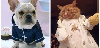 25+ connoisseurs of evening fashion who were dressed in pajamas against their will (26 photos)