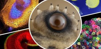 10 захватывающих микрофотографий: красота природы, скрытая от глаз (11 фото)