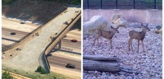 Overpass for wild animals I-80: taking care of our little brothers (12 photos + 1 video)