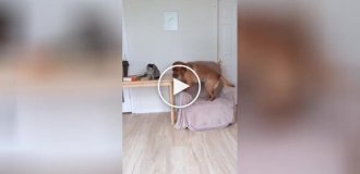 Dog teaches cat to play with him
