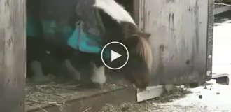 Пони готовится к одному из главных прыжков в жизни