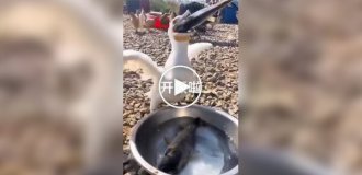 Прожорливый баклан