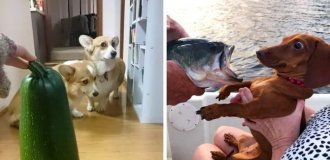 16 dogs that are afraid of strange and funny things (17 photos)