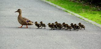 Почему утята ходят гуськом, а цыплята — толпой? (5 фото)