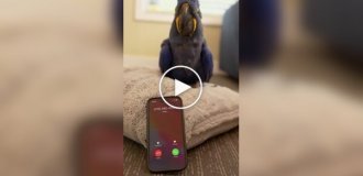 A parrot talks to a bot with artificial intelligence