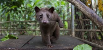 Musang: the most expensive coffee in the world is made from his excrement (9 photos)