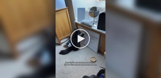 Кіт вніс корективи в цілі господині на 2026 рік