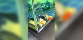 Рыбы в аквариуме «напугали» хозяина