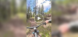 Медведь внезапно выбежал к велосипедисту во время поездки по лесу