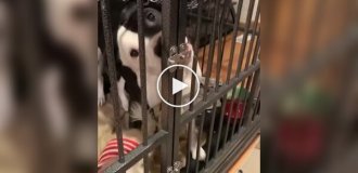 A dog opened the lock of a cage with his tongue