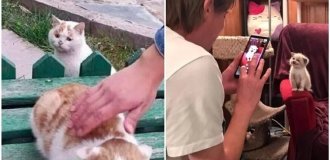 30 funny kitties that will give you a good dose of positivity (31 photos)