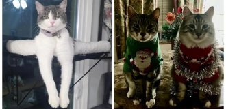 22 снимка, которые демонстрируют настоящие предновогодние эмоции котиков (23 фото)