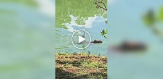 Heron on horseback on a capybara