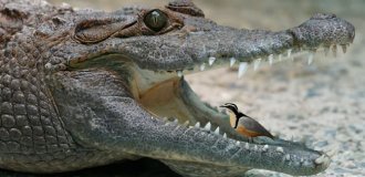 Крокодиловий сторож (5 фото)