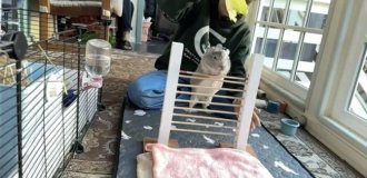 Морская свинка попала в Книгу рекордов Гиннесса, научившись прыгать через планку (3 фото + 1 видео)