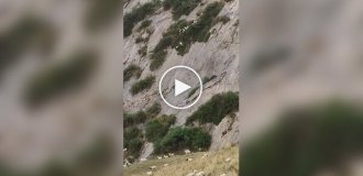 Extreme descent of sheep from a mountain