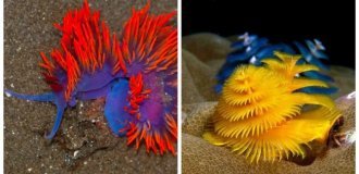 8 incredibly beautiful sea creatures (9 photos)