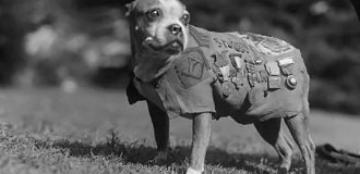 Sergeant Stubby – the heroic dog of World War I (15 photos)