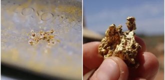 The golden alchemist: how an unassuming bacterium turns poison into 24-karat gold (4 photos)