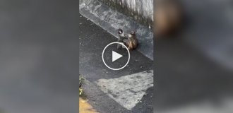 У обезьянки-сироты Панча появилась подружка