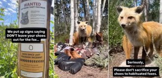 Fox steals over 30 pairs of shoes from tourists in US national park (2 photos + 1 video)