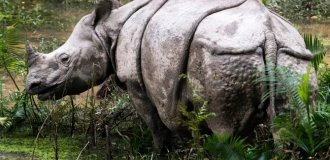 Indian rhinoceros: biological armored vehicle (11 photos)