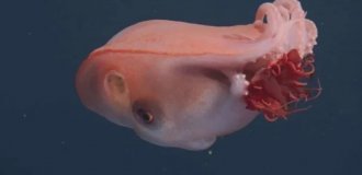 У побережья Калифорнии был замечен редкий семирукий осьминог (3 фото + 1 видео)