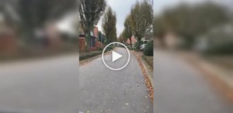 Жінка і вовк: несподівана зустріч на вулиці