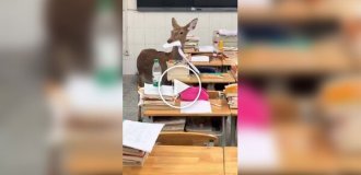 Олень съел экзаменационные листы школьников