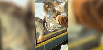 Тигров в зоопарке раскормили так, что они отказываются от мяса