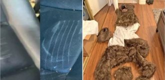 Americans Dressed Up in "Bear" Costumes to Collect Insurance Payments (3 photos + 1 video)