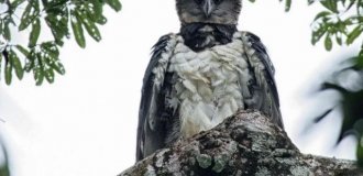 Horror from the skies: incredibly huge South American Harpies (15 photos)
