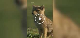 Cute Tibetan fox cubs