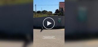 Пингвины на улице города в ЮАР