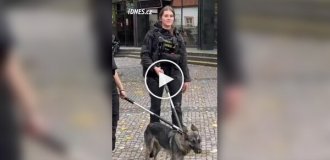 В Праге закрыли целую линию метро из-за забежавшего в тоннель щенка