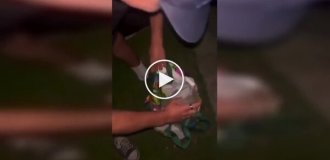 Сверчки в салоне: очень плохая идея