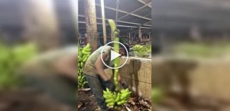 Професійне миття бананів