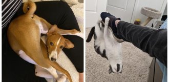 15 pets that made their owners laugh until they cried (16 photos)