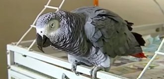 A parrot helped police find a killer (2 photos)