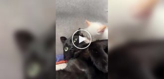 Хозяева завели второго кота, чтобы первому было нескучно
