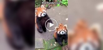 З життя червоних панд