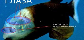 Бочкоглаз: самые странные глаза (7 фото)