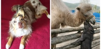 20 прикладів несподіваної, але щирої та міцної дружби (21 фото)