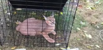 A woman saw a "big cat" near her house, which actually turned out to be a wild animal (3 photos + 1 video)