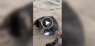 Cat brought to the beach for the first time