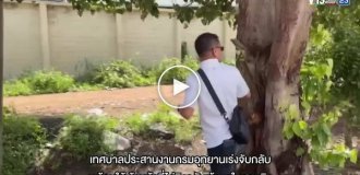 Более сотни обезьян сбежали из приюта в Таиланде и устроили беспорядки