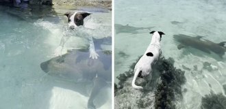 Incredible friendship: a dog and a nurse shark conquer the Internet (14 photos)