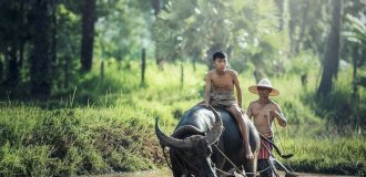 Как буйволы стали национальным символом Индонезии (4 фото)
