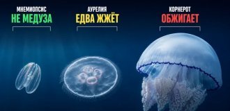 Медузы Чёрного и Азовского морей: корнерот, аурелия и гребневик — кто обжигает (13 фото)